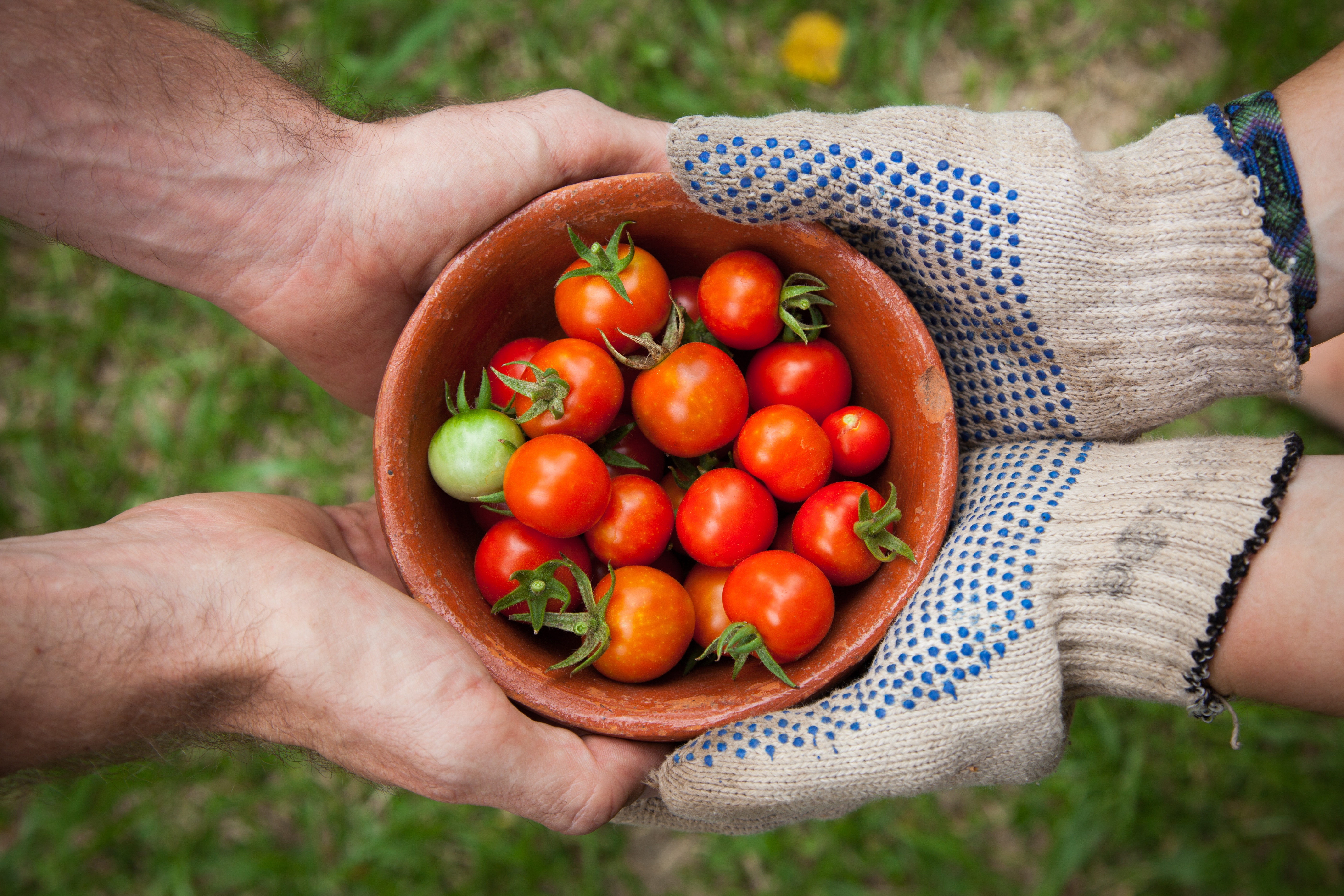 Dia da Agricultura: um pouquinho sobre o ciclo do plantio 